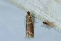 Cryptoblabes bistriga