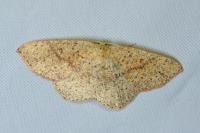 Cyclophora porata