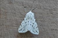 Spilosoma lubricipeda