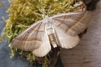 Scotopteryx luridata