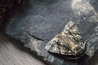 Acronicta rumicis