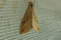 Evergestis forficalis