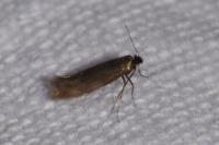 Bucculatrix nigricomella