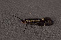 Esperia sulphurella