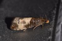 Notocelia cynosbatella
