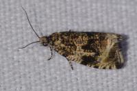 Celypha lacunana