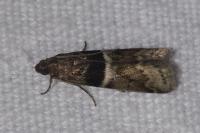 Elegia atrifasciella