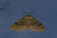 Acasis viretata