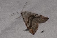 Aplocera efformata/plagiata