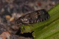 Pammene ochsenheimeriana