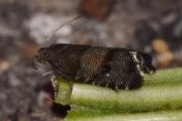 Pammene ochsenheimeriana