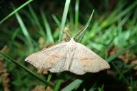 Cyclophora punctaria