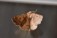 Odontopera bidentata