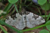 Xanthorhoe fluctuata