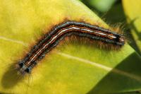 Malacosoma neustria