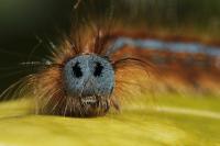 Malacosoma neustria