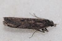 Neofaculta ericetella