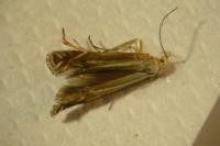 Isophrictis corsicella
