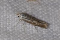 Isophrictis corsicella