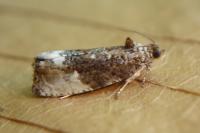 Hedya nubiferana