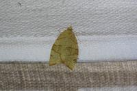 Pandemis corylana
