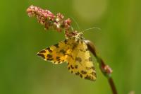 Pseudopanthera macularia