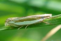 Crambus pascuella