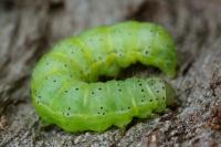 Cosmia trapezina