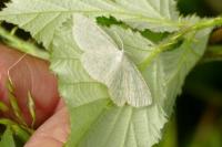 Cabera exanthemata