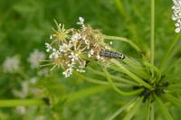 Depressaria daucella