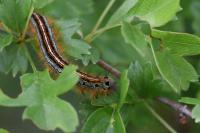 Malacosoma neustria