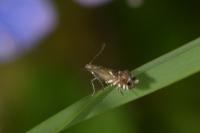 Glyphipterix simpliciella