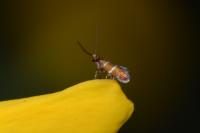 Micropterix aruncella