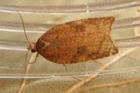 Acleris ferrugana/notana