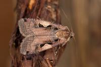 Xestia c-nigrum