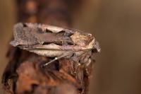 Xestia c-nigrum