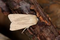 Mythimna pallens