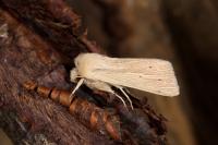 Mythimna pallens