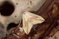 Evergestis forficalis