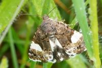 Tyta luctuosa