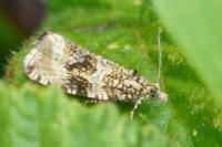 Celypha lacunana