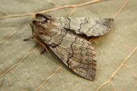 Achlya flavicornis