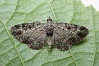 Pasiphila rectangulata