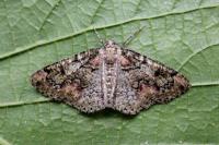 Cleorodes lichenaria