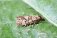 Aethes tesserana