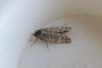 Aethes williana