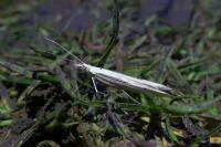 Ypsolopha mucronella