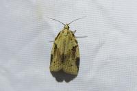 Clepsis spectrana