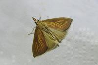 Nascia cilialis
