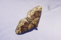 Xanthorhoe spadicearia